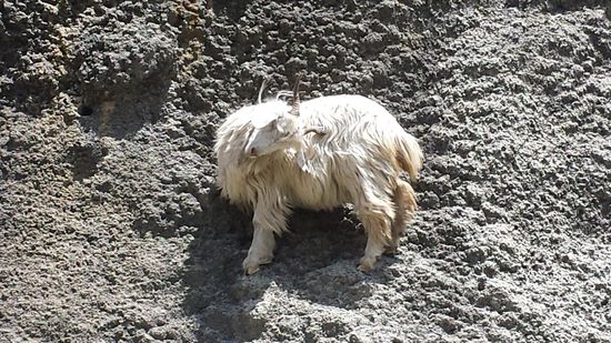 Kashmirziegen in der Wand.