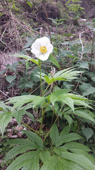 Wilde Pfingstrosen blühen am Hang.