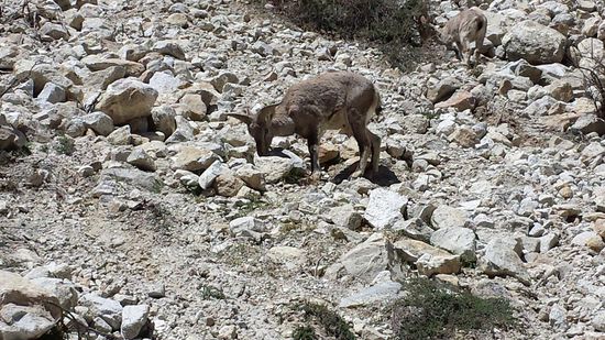 Ich habe das Glück Bharals am Hang zu sehen
