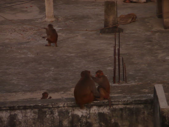 Ah,da sind sie ja ...