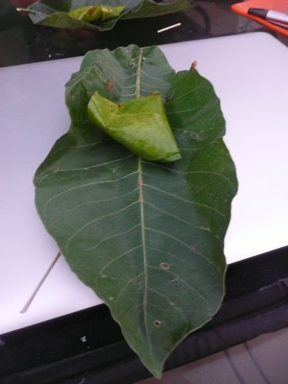 ... und ausgepackt ... hm,lecker  