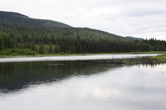 Zu weit entfernt! Aber im Hintergrund ist ein gewaltiger Elchbulle beim "frühstücken" ! Absoluter Hammer!!! Einen Augenblick später schwamm sogar noch ein Biber um die Ecke   
