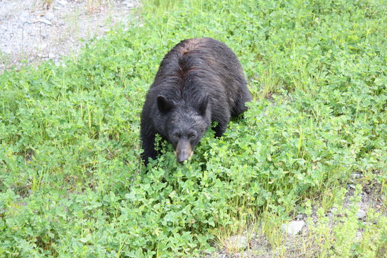 morgentlicher Besuch  