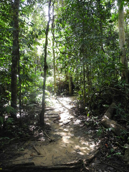 Der wunderschöne Weg durch den Regenwald