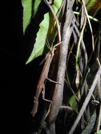 Sobald man dieses kleine Tierchen hier beruehrt, passiert folgendes....