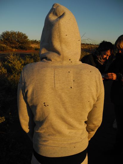 Und wieder tausend nervige Fliegen!!!