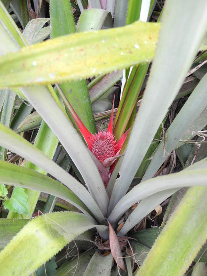 So wächst also die Ananas...