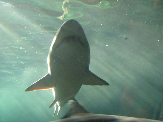 The white Shark