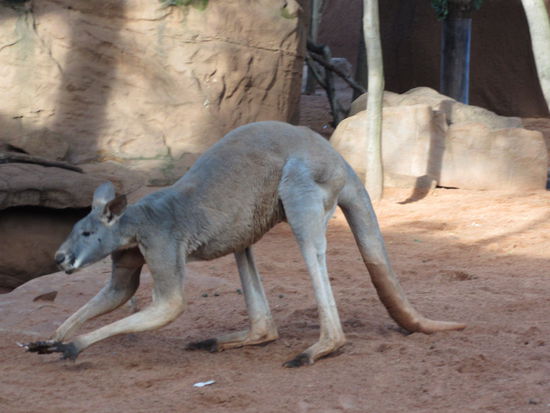 Kangaroo - einmal nicht auf dem Teller 