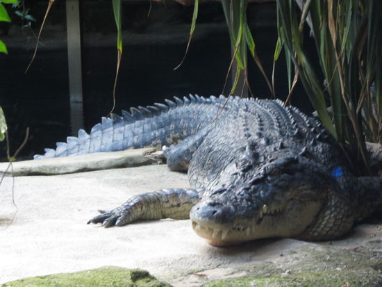 Krokodile Dundee Daniel wagte sich nicht zu den Krokodilen...