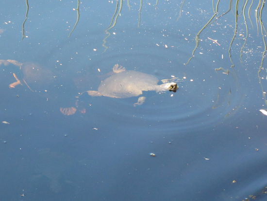 Das gab es zum Nachtessen 