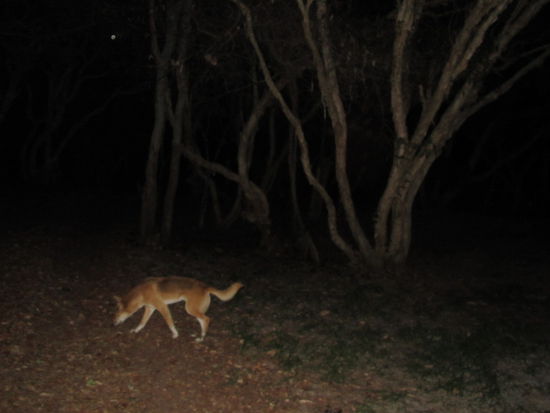 Dingos schlichen die ganze Nacht um unsere Zelte und suchten Frischfleisch...