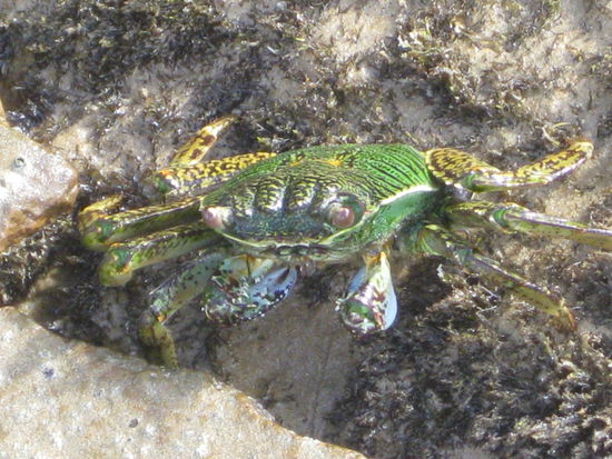 Gefaehrlicher Salzwasser-Krebs