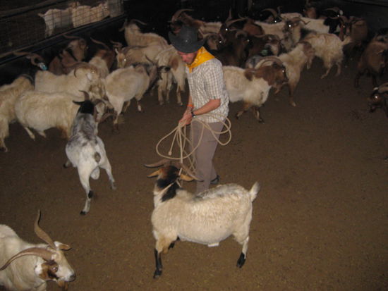 ... und schon hat er einen Ziegenbock gefangen.