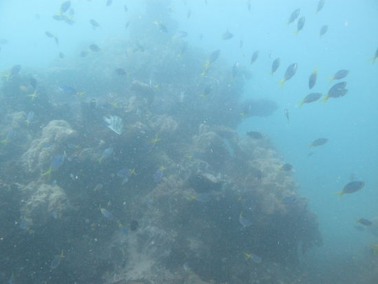Die Unterwasserwelt ist enorm vielfaeltig.