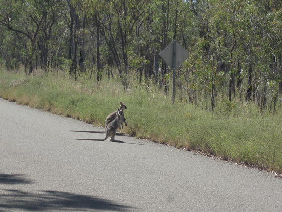 Kangeroos zieht den Schwanz ein... 
