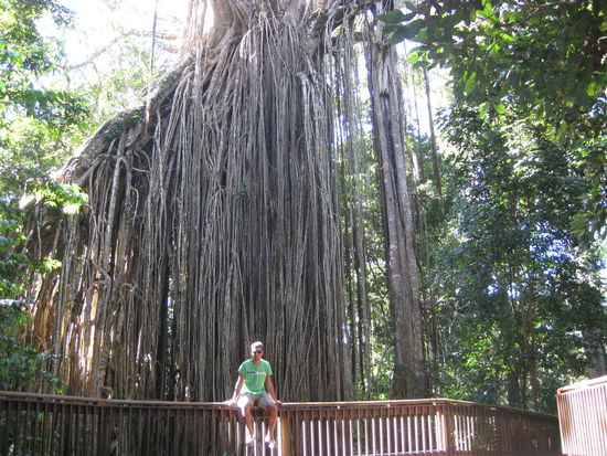 Starker Rouney vor dem kleinen Baum!