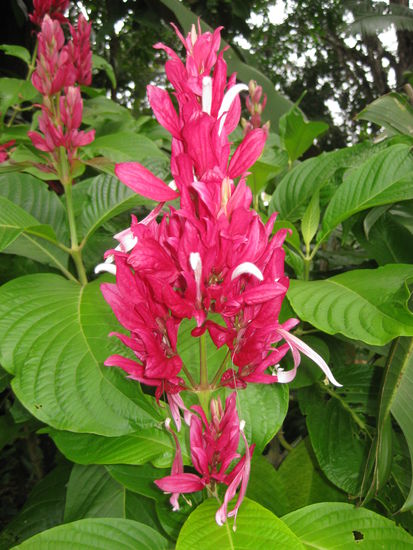 Bluetenpracht im botanischen Garten