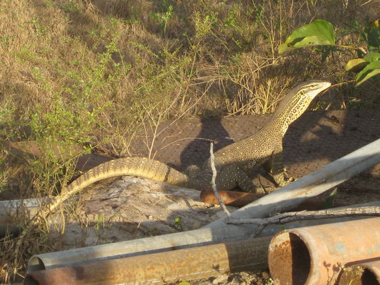 Ein Leguan bewachte unser Zeltlager