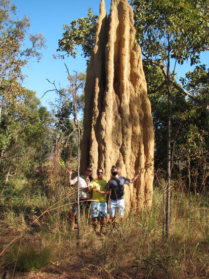 Amazing... dieser Ameisenhaufen.