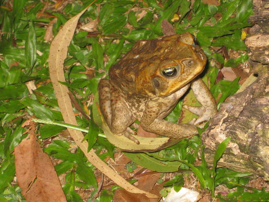 Die giftige Aga-Kroete vor unserem Zelt