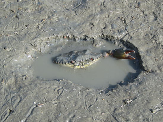 Krebs in Angriffs-Stellung