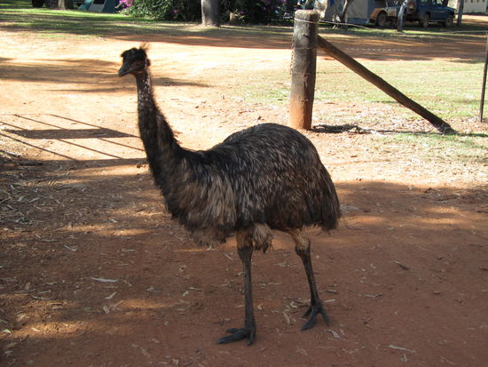 Unser erster Emu in Australien! Kein schoener Vogel - besser auf dem Teller!