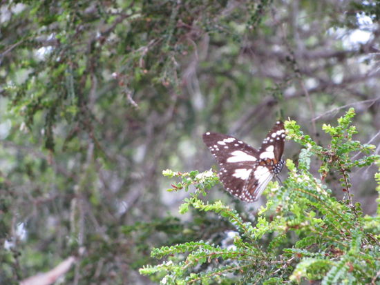 Es gibt auch ungiftige Tiere in Australien...