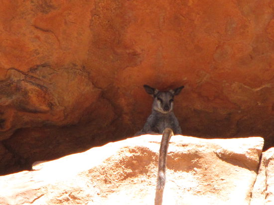 Wallaby - ein Bergkangeroo