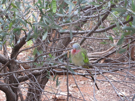 Ein uns unbekannter Wuestenvogel