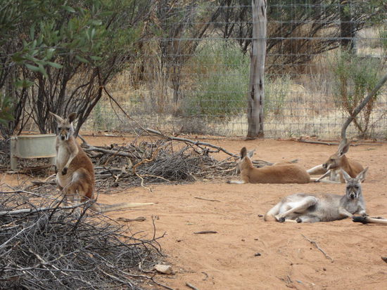 Grosse Red-Kangaroos