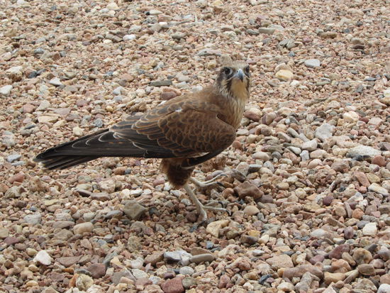 Kurz vor der Fuetterung