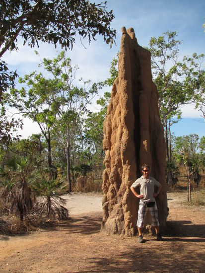 Der Ameisenbaer vor dem Termitenhuegel