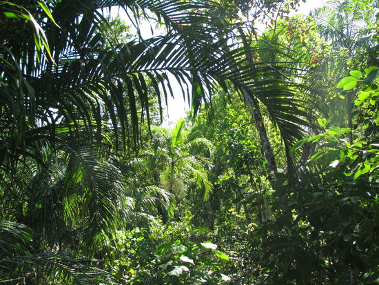 Durch dichten Regenwald mussten wir gehn...