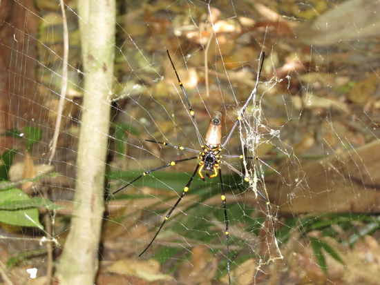 ... um eine schoene Spinne zu sehn