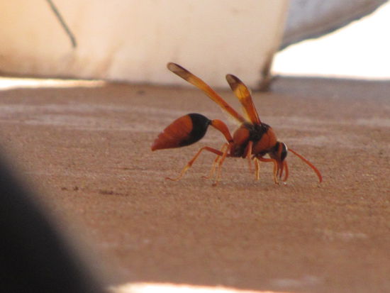 Wiedereinmal eine unbekannte Insektenart