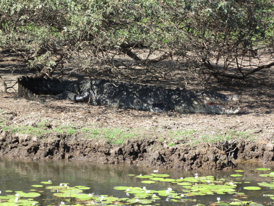 Ein niedliches Krokodil beim Mittagsschlaf...