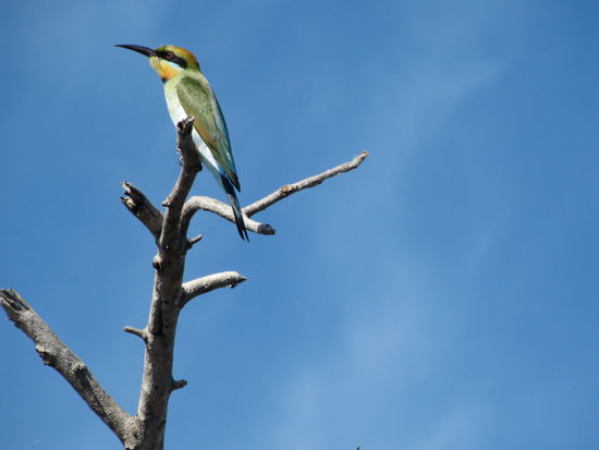 Einer von vielen verschiedenen Vogelarten