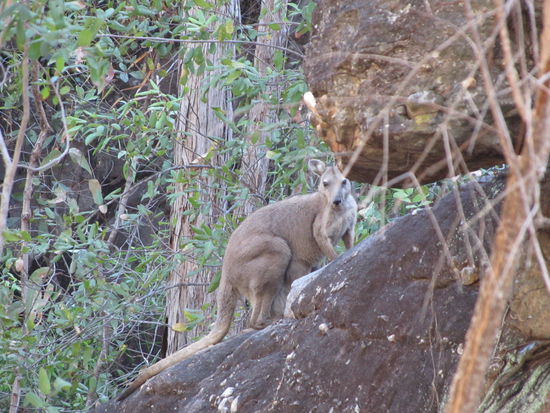 Kangeroo auf dem Fels