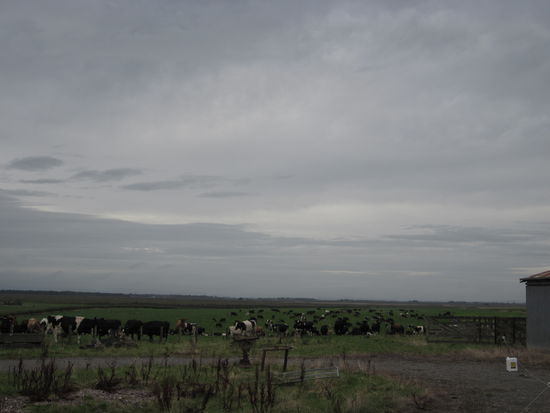 Eine Kuh macht Muh - viele Kuehe machen Spass...