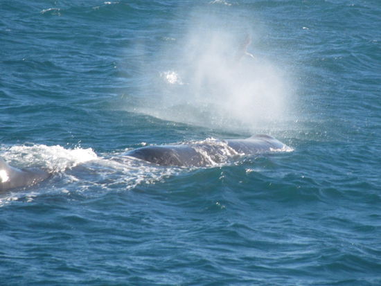 Unser erster Buckelwal