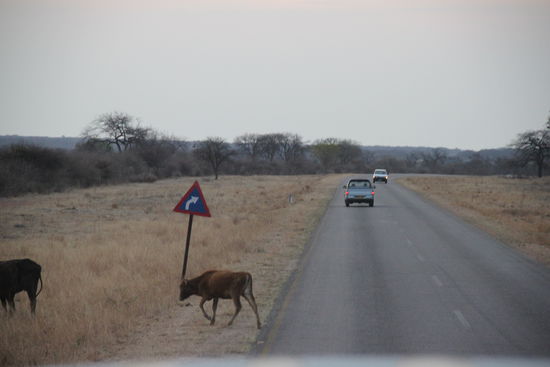 Immer hat es Tiere auf der Fahrbahn