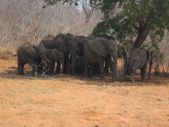 Auf der Fahrt zum Chobe Nationalpark sahen wir schon die ersten frei lebenden Elefanten entlang der Strasse.