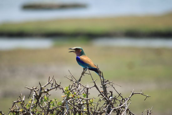 ein farbenfroher afrikanischer Vogel.