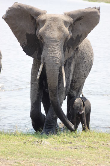 Elefant mit Nachwuchs