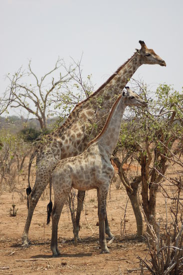 Die zweier Delegation Giraffen