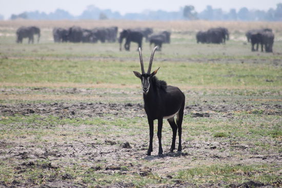 Was ist das? Eine schwarze Antilope
