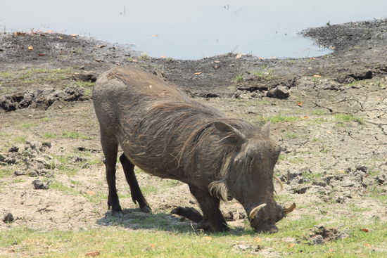 ein warthog am fressen