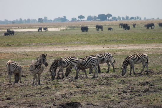 plenty of zebras and elephants