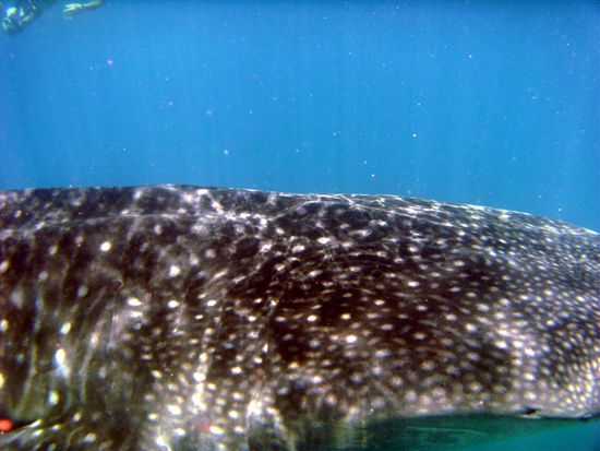 Bei diesem Kerl waren wir sehr nahe dran...